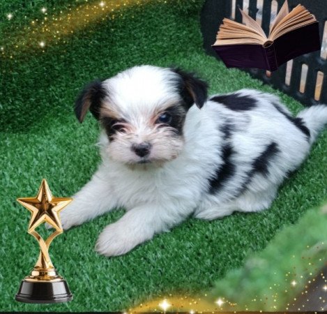 Biewer yorkshire terrier