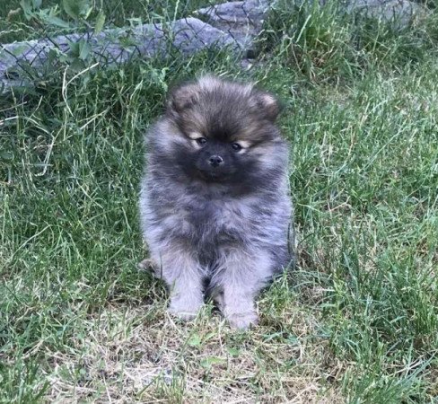 Pomerániai törpe spicc