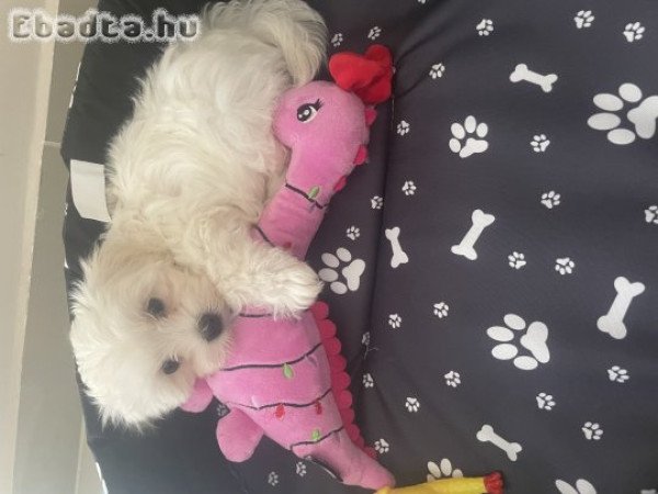 Bischon Havanese kisfiú kutyus várja új gazdáját.