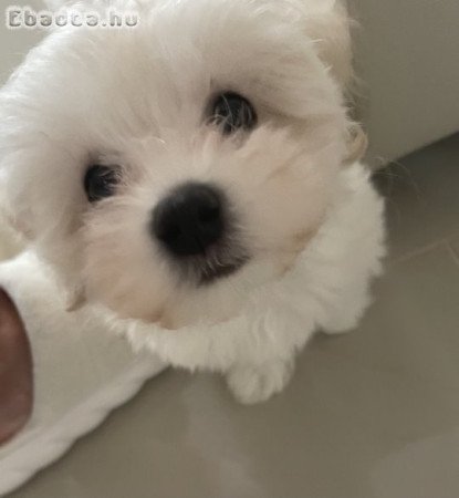 Bischon Havanese kisfiú kutyus várja új gazdáját.