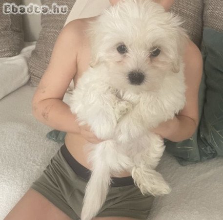 Bischon Havanese kisfiú kutyus várja új gazdáját.