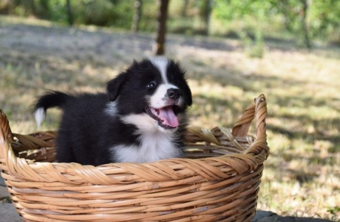 Border Collie