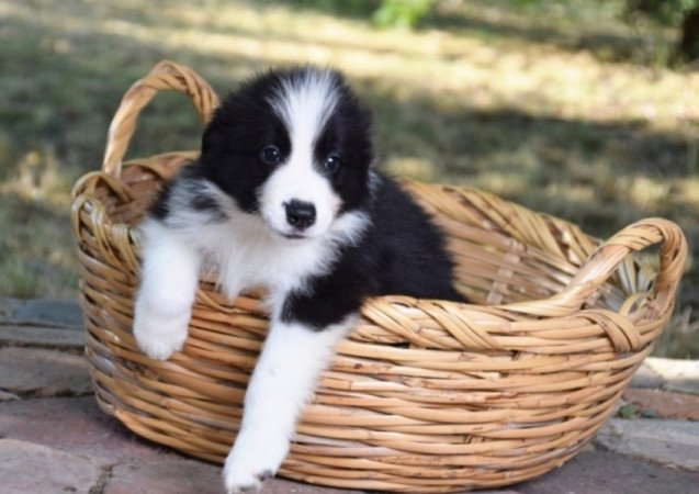 Border Collie