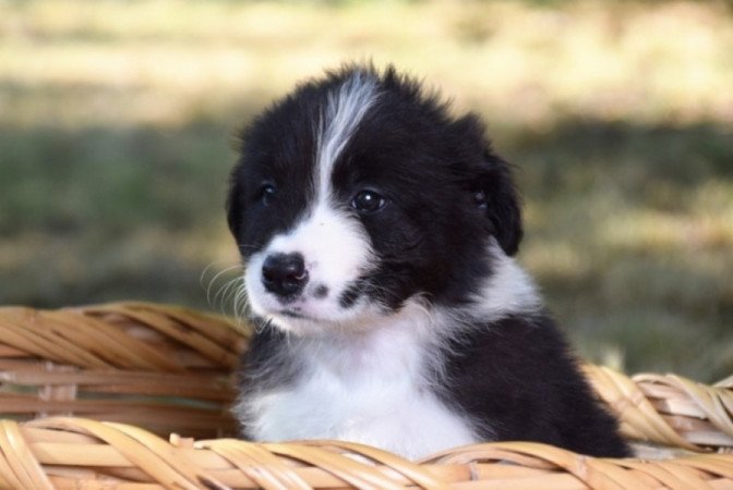Border Collie