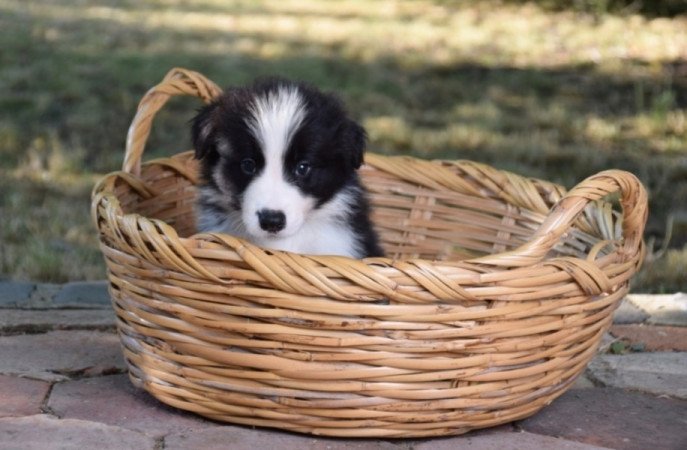 Border Collie