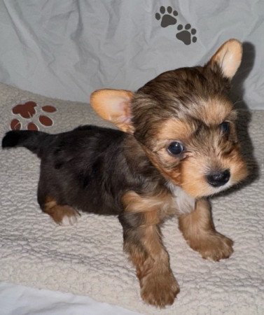 Yorkshire terrier