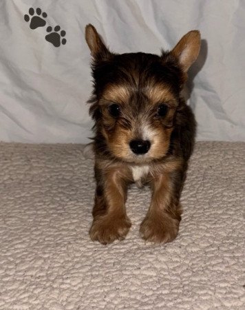 Yorkshire terrier