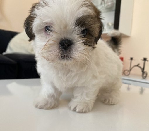 Shi-tzu