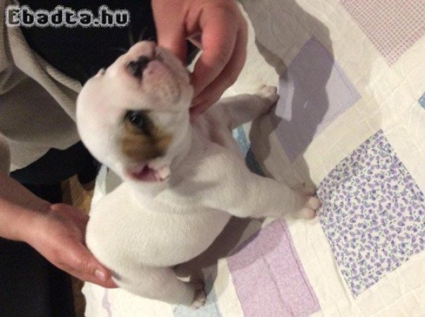 Imádnivaló fajtatiszta angol bulldog kölykök