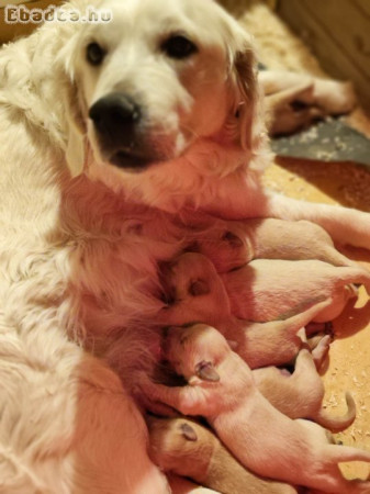 Golden Retriever kiskutyák