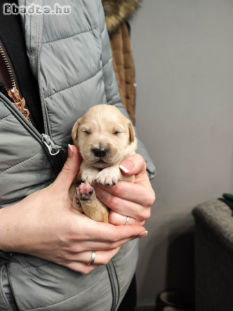 Golden Retriever kiskutyák