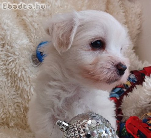 Coton de Tulear kölykök