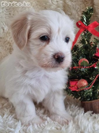 Coton de Tulear kölykök