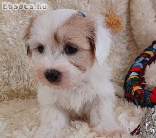 Coton de Tulear kölykök