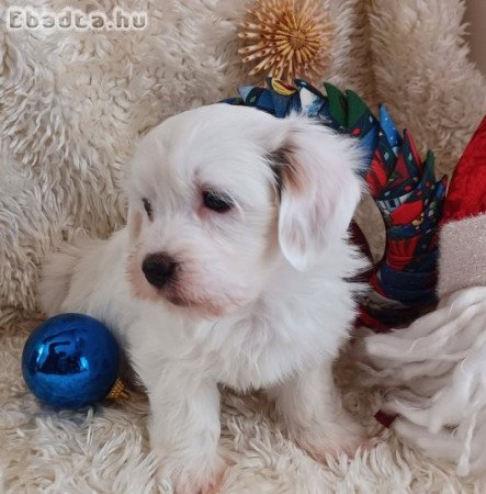 Coton de Tulear kölykök