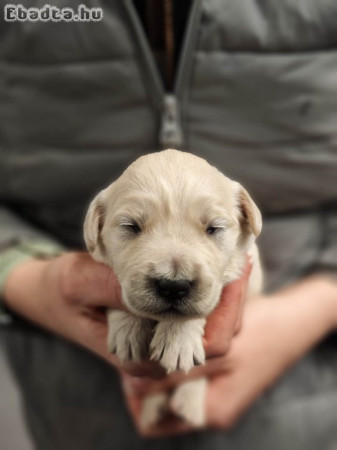 Golden Retriever kiskutyák