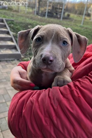 American Bully kiskutyák szerető gazdit keresnek!