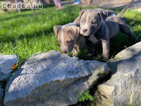 American Bully kiskutyák szerető gazdit keresnek!