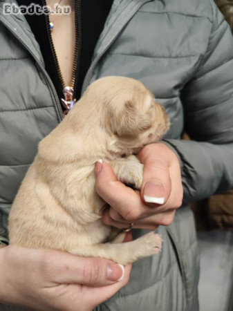 Golden Retriever kiskutyák