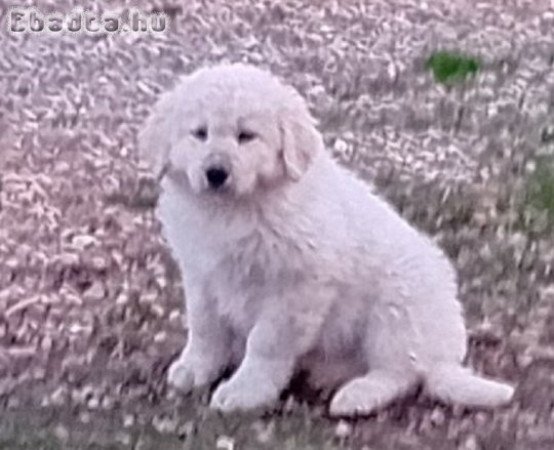 Kuvasz kölykök eladók