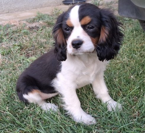 Cavalier King Charles spániel