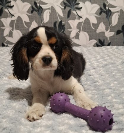 Cavalier King Charles spániel