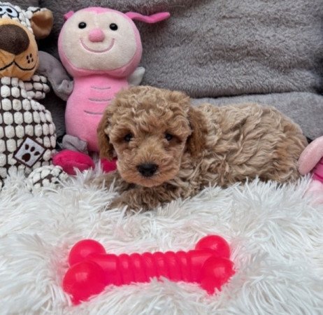 Maltipoo