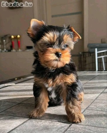 Yorkshire terrier kölyök