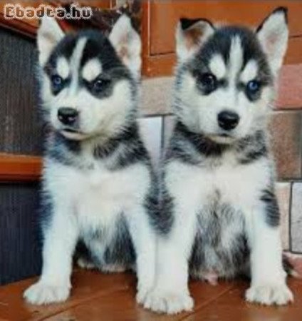 Szibériai husky kölykök eladók