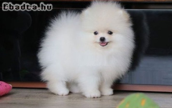 Imádnivaló fajtatiszta pomerániai spicc kölykök