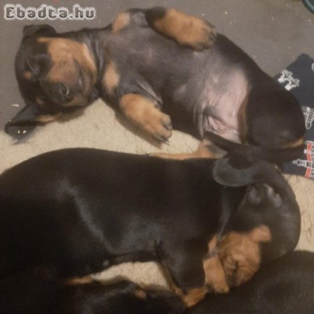 Tacskók azonnal elvihetők!