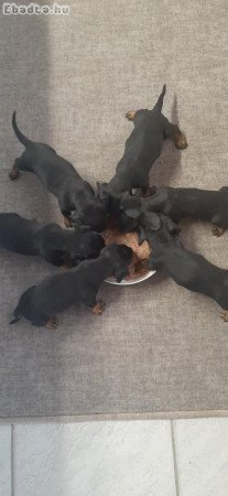 Tacskók azonnal elvihetők!