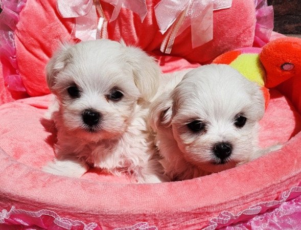 Bichon Havanese