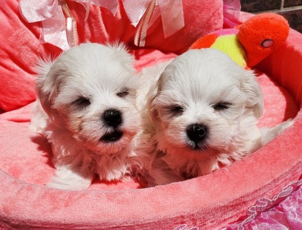 Bichon Havanese