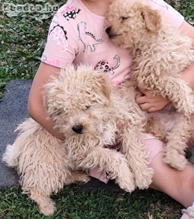 Eladó puli 9 hetes kiskutyák