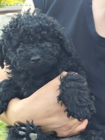 Eladó puli 9 hetes kiskutyák