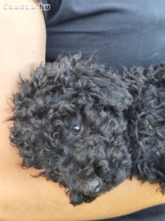 Eladó puli 9 hetes kiskutyák