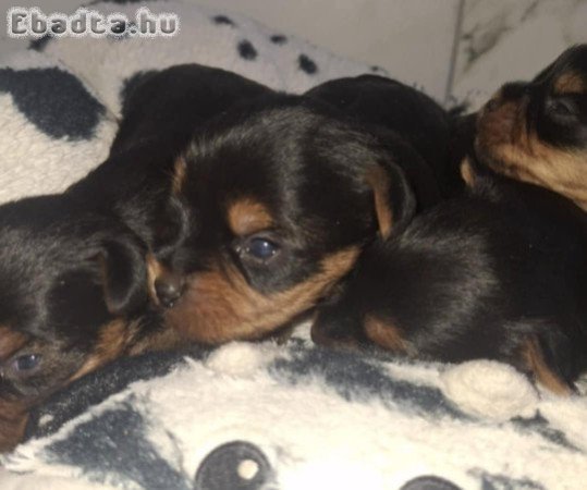 Gyönyörű szép yorki babák!