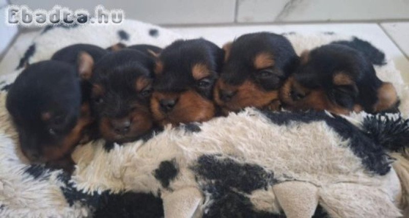 Gyönyörű szép yorki babák!