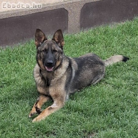 Német juhász keresi otthonát