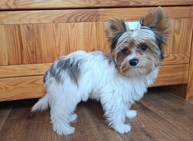 Yorkshire terrier