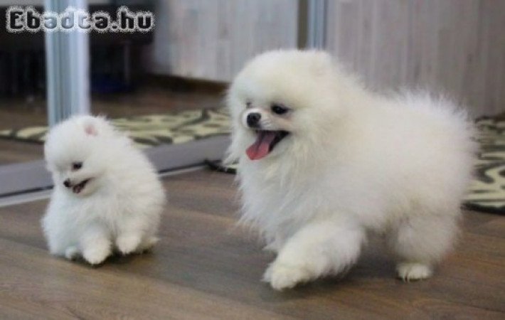 Imádnivaló fajtatiszta pomerániai spicc kölykök