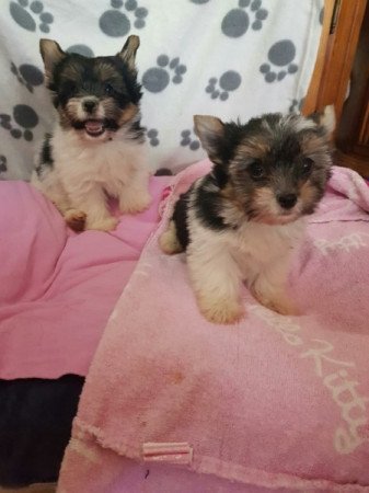 Yorkshire terrier biewer