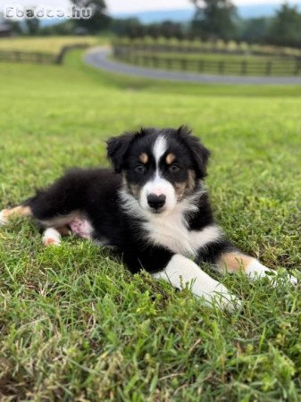 Ausztrál juhászkutya