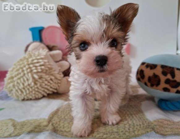 Yorkshire terrier 4 kisfiú (yorki)