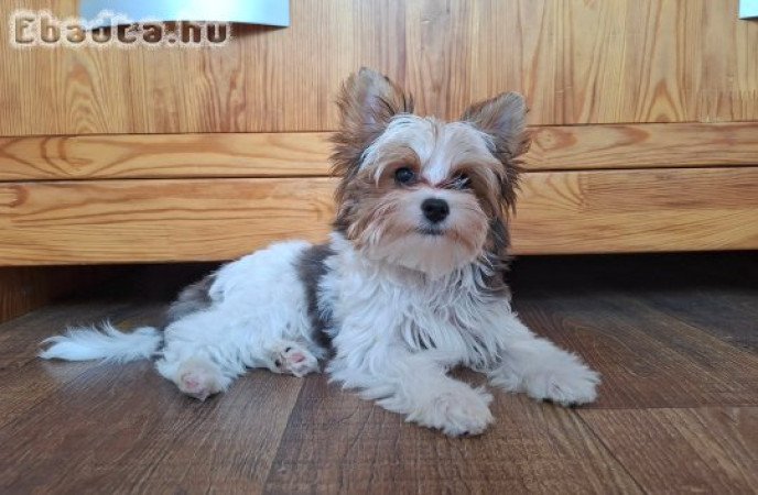 Yorkshire terrier kisfiú (yorki)