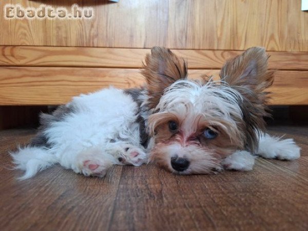 Yorkshire terrier kisfiú (yorki)