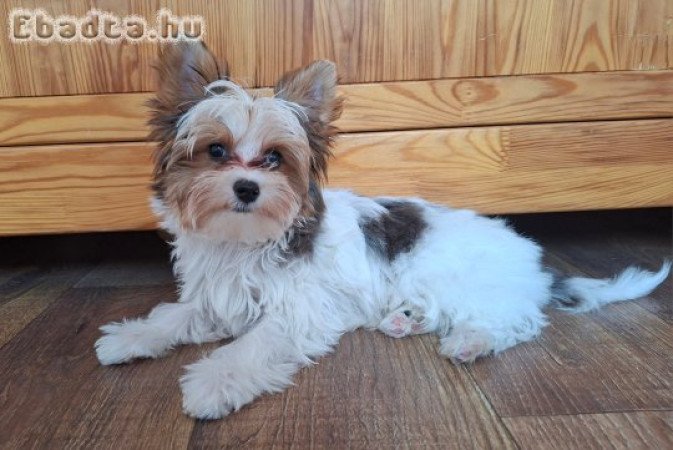 Yorkshire terrier kisfiú (yorki)