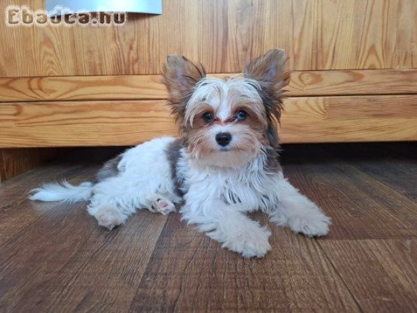 Yorkshire terrier kisfiú (yorki)