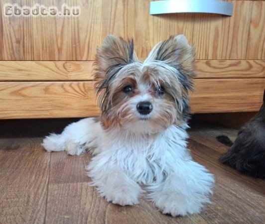 Yorkshire terrier kisfiú (yorki)